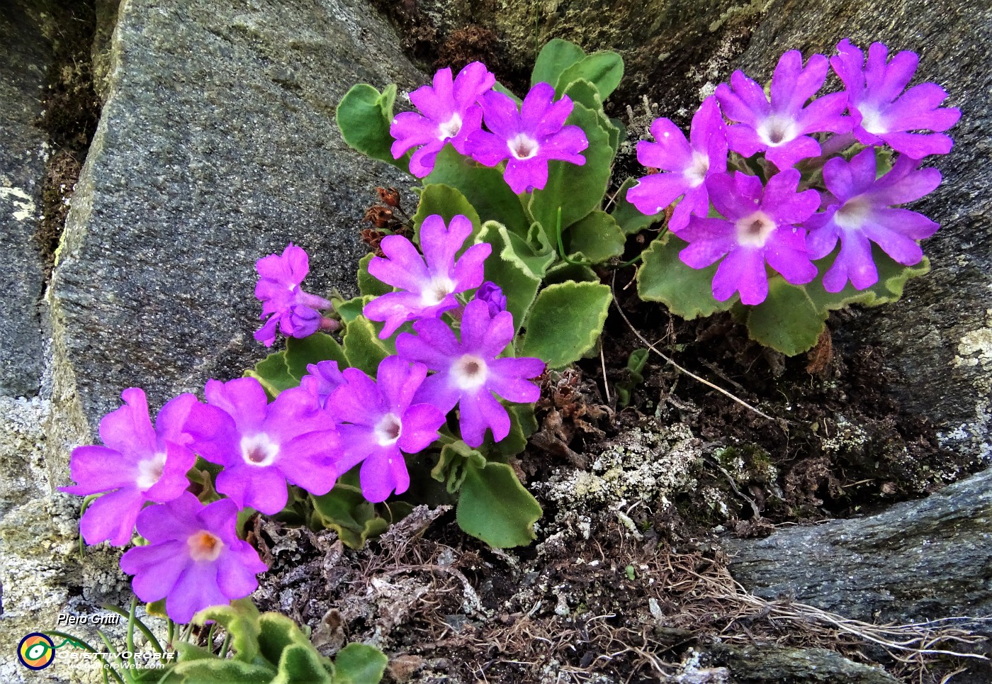 21 Primula irsuta (Primula hirsuta).JPG